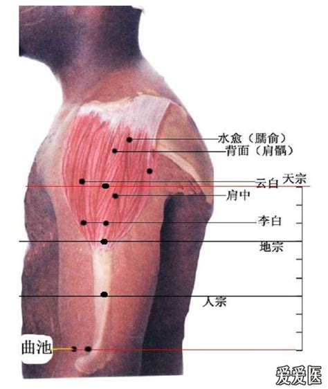 水愈穴|2.23 手腕手背痛 水愈穴 